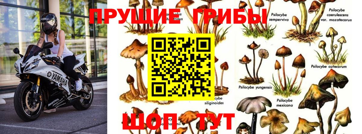 Галлюциногенные грибы GOLDEN TEACHER  Вход с VPN  Псилоцибиновые грибы GOLDEN TEACHER  Усолье-Сибирское 